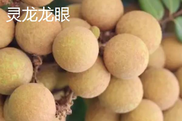 又大又甜的桂圆品种，你吃过哪几种