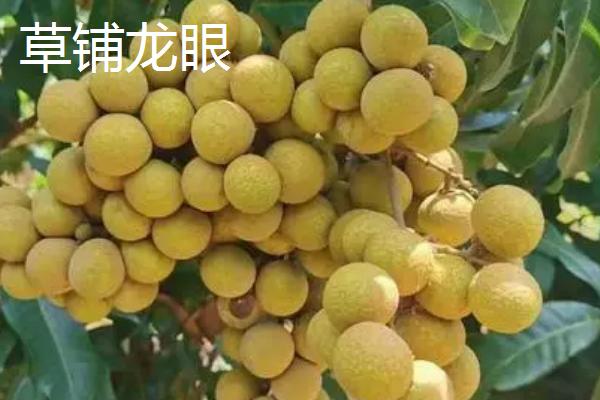 又大又甜的桂圆品种，你吃过哪几种