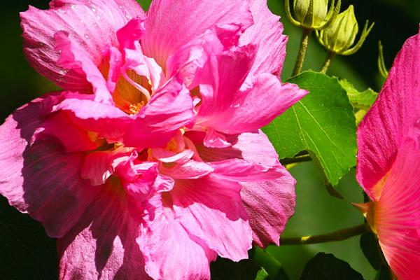 成都市的市花是什么，是指芙蓉花