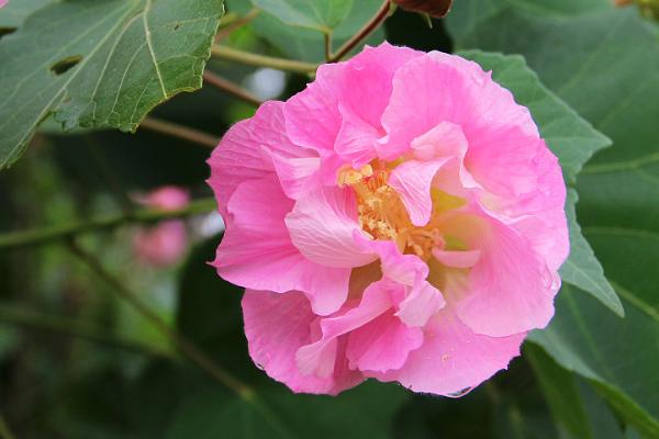 成都市的市花是什么，是指芙蓉花