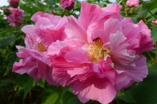 成都市的市花是什么，是指芙蓉花