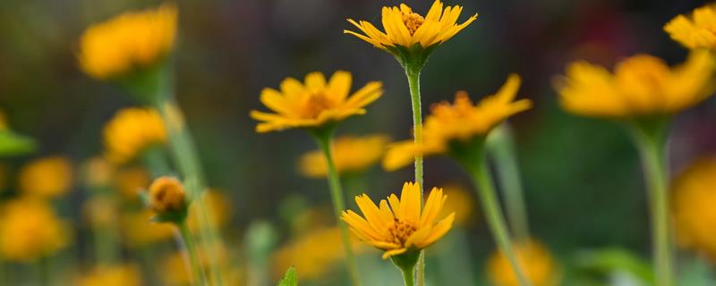 成都市的市花是什么，是芙蓉花