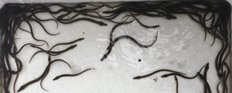 鳗鱼苗为何无法人工繁殖，原因是很难人工模拟它们的生活环境