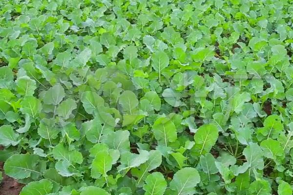种植油菜怎么预防倒春寒，需做好清沟排渍、叶面喷肥等工作