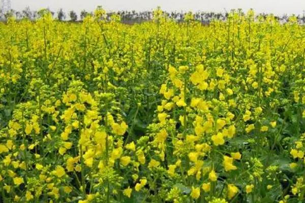 种植油菜怎么预防倒春寒，需做好清沟排渍、叶面喷肥等工作