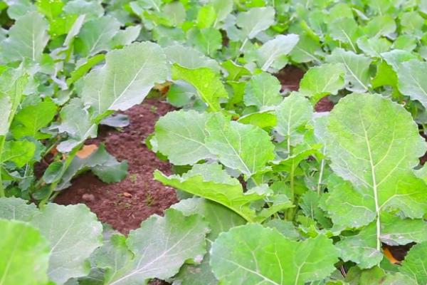 种植油菜怎么预防倒春寒，需做好清沟排渍、叶面喷肥等工作