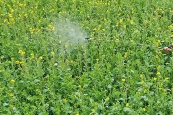 种植油菜怎么预防倒春寒，需做好清沟排渍、叶面喷肥等工作
