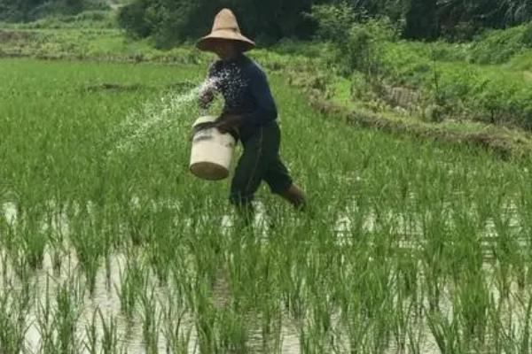 对水稻施肥时要有水还是无水，田间有水会更加合适