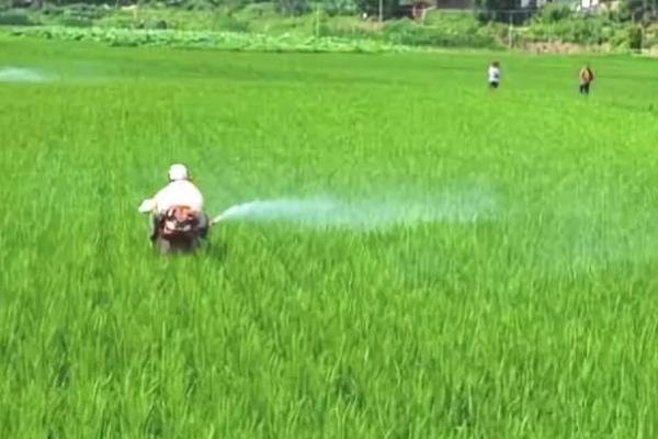 对水稻施肥时要有水还是无水，田间有水会更加合适