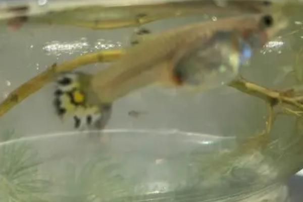 孔雀鱼生小鱼的前兆，体型会变成方形