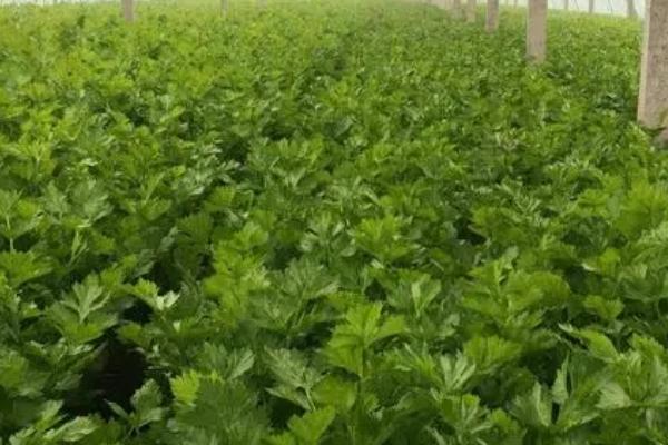 西芹是不是芹菜，西芹是国外引进的芹菜品种