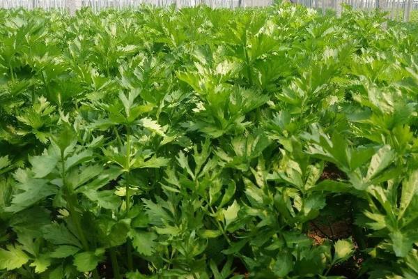 西芹是不是芹菜，西芹是国外引进的芹菜品种