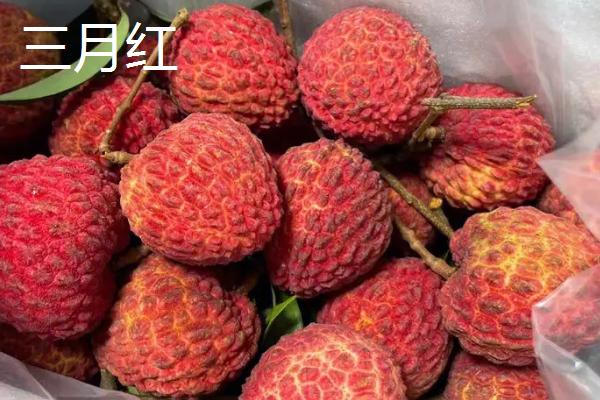 灵山荔枝王荔枝的价格，大多在6元左右一斤