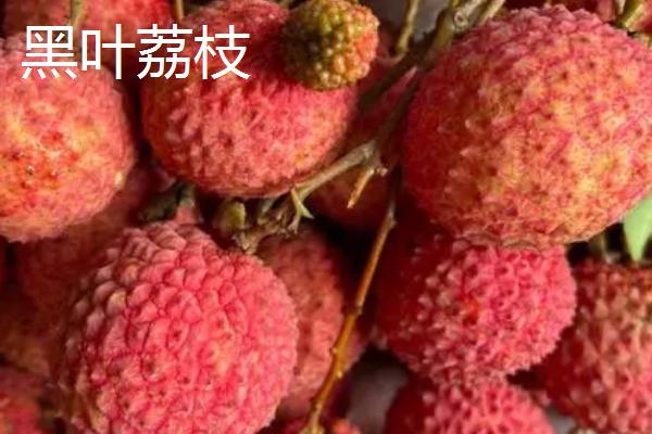灵山荔枝王荔枝的价格，大多在6元左右一斤