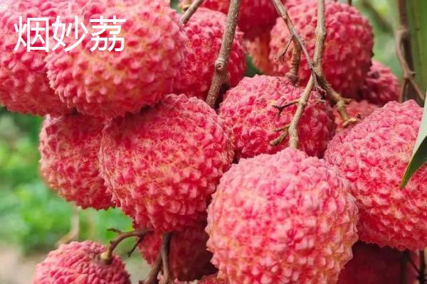 灵山荔枝王荔枝的价格，大多在6元左右一斤