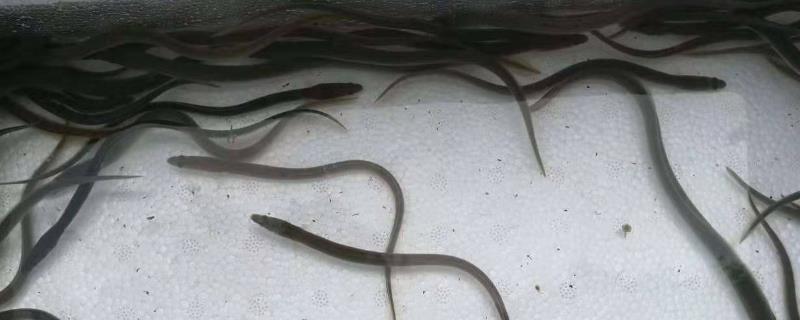 鳗线的产地，主产于江苏、浙江、福建、广东等沿海地区