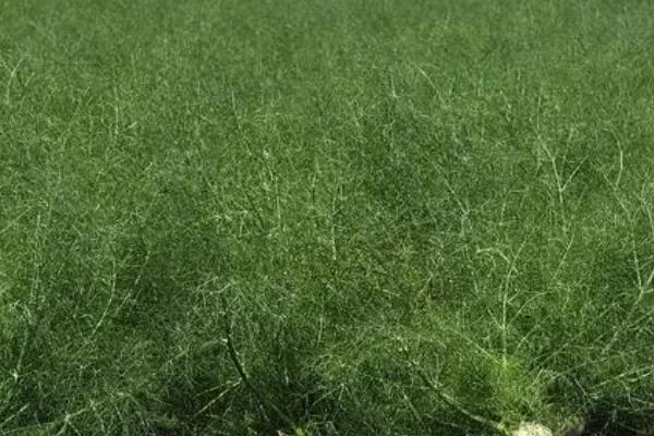 茴香的种植管理技术，选择沙壤土种植为佳