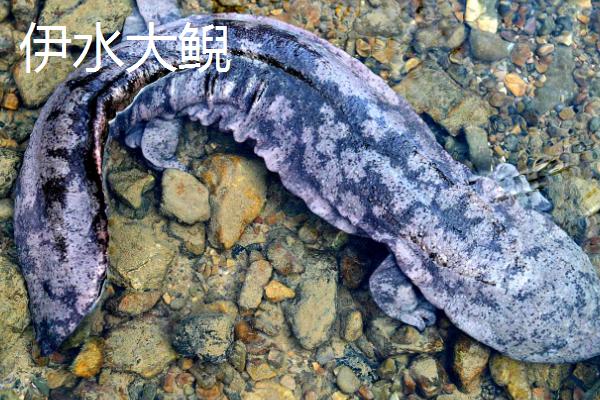河南伊川县的特产，杜康酒驰名世界