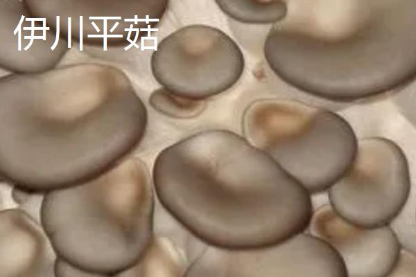 河南伊川县的特产，杜康酒驰名世界