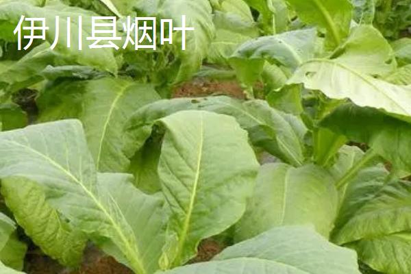 河南伊川县的特产，杜康酒驰名世界