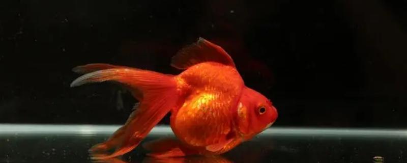鎏金鱼怎么养，每天需要喂食3-4次
