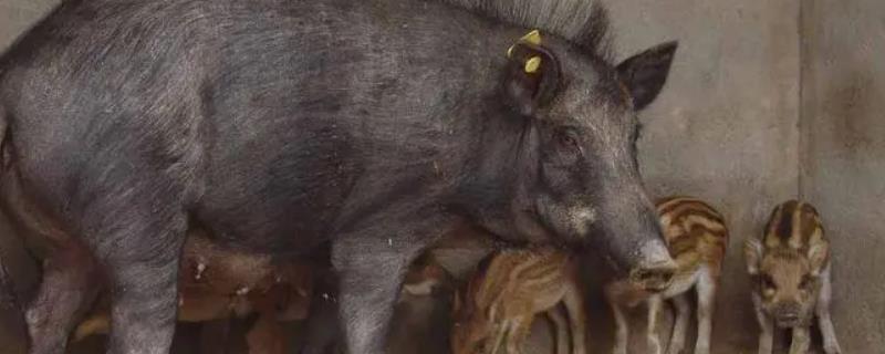 养殖特种野猪怎么管理，每周要对猪舍进行一次彻底消毒