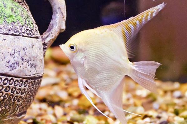 天使鱼好不好养，容易饲养适合新手