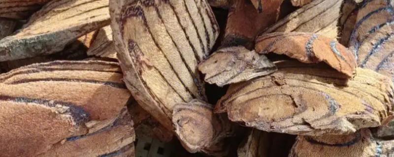 鸡血藤和大血藤有什么区别，鸡血藤茎干呈椭圆形、大血藤茎干呈圆柱形