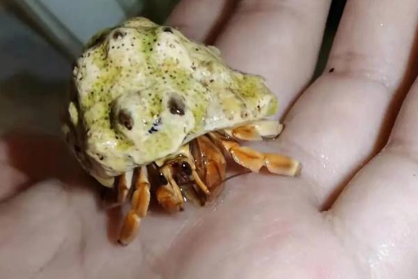 观赏蟹的种类，常见这8种