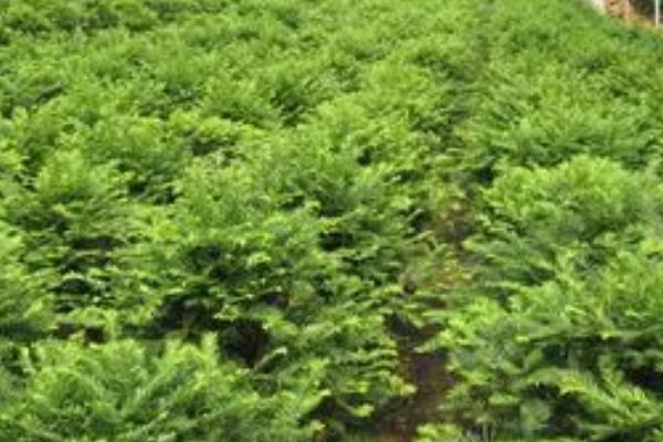 红豆杉的繁殖方法，播种是常用的繁殖方式