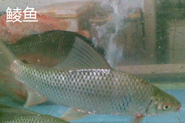 野生鲮鱼的价格，一斤需要7.5-10元左右