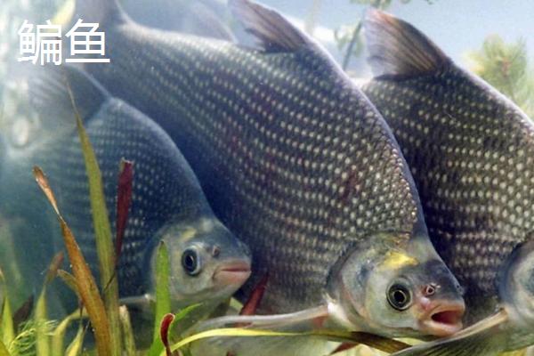 野生鲮鱼的价格，一斤需要7.5-10元左右