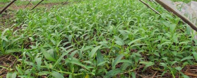 空心菜栽培技术，播种前一定要浸种