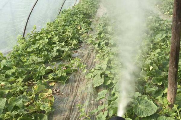 苯醚甲环唑的防治对象，可防治棉花立枯病、大白菜黑斑病等病害