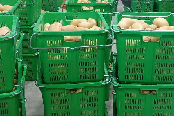 农村有前景的种养项目，火龙果种植、香鹑雁养殖等项目可考虑选择