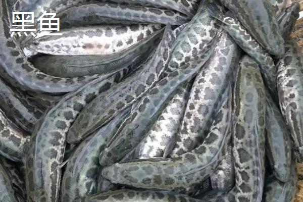 黑鱼和鲶鱼的区别，外观和习性均不同