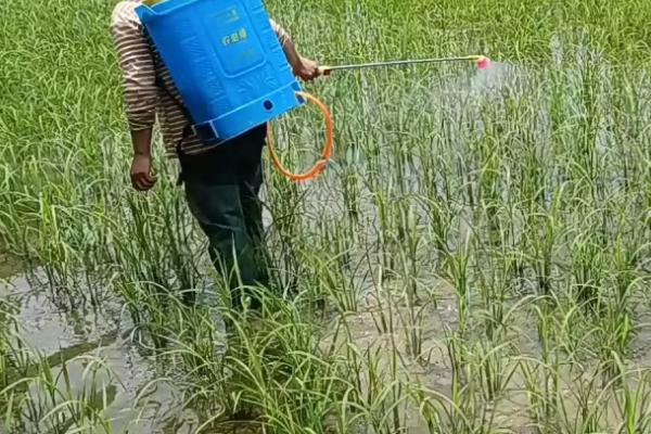 呋虫胺的特点，防治蚜虫、飞虱、粉虱等效果好