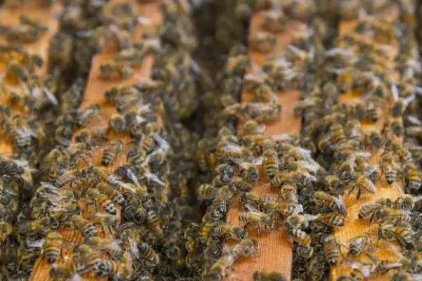 海南蜜蜂秋繁结束时间，海南省气候温暖、蜜蜂并无严格意义上的秋繁期