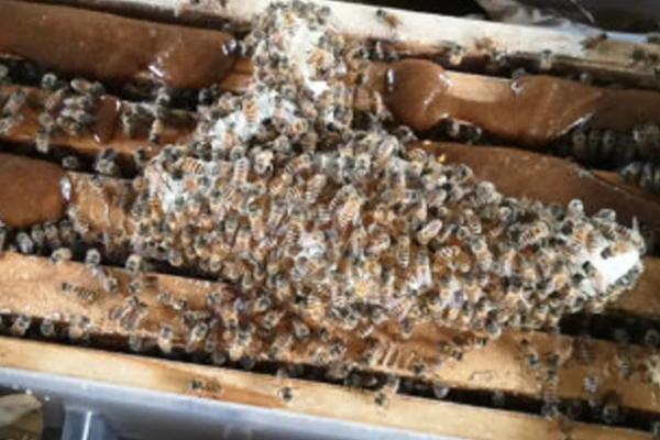 海南蜜蜂秋繁结束时间，海南省气候温暖、蜜蜂并无严格意义上的秋繁期