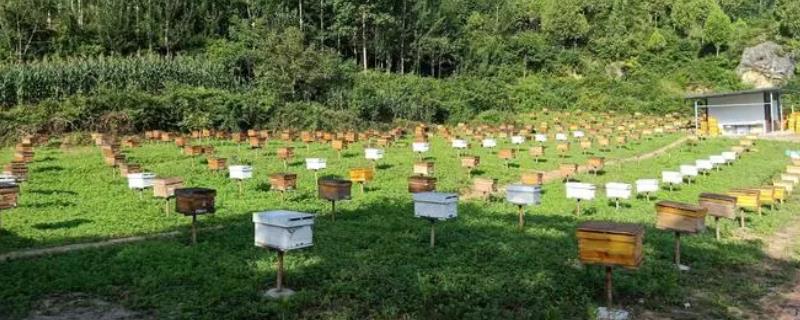 养蜜蜂能不能赚钱，主要取决于蜂蜜的产量