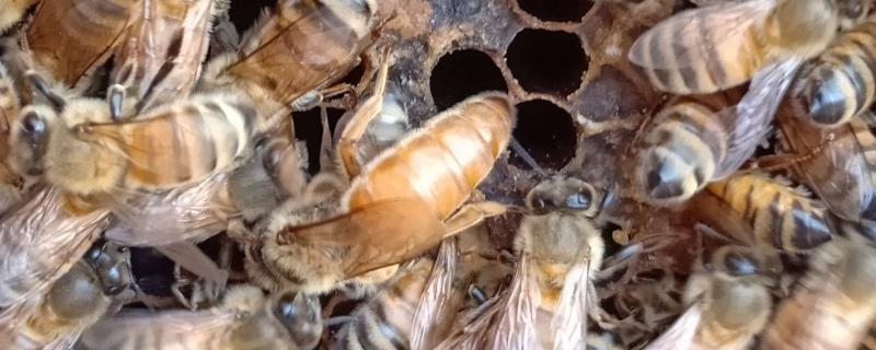 如何找出蜂团里面的蜂王，蜂王的腹部较长、翅膀无法完全覆盖腹部
