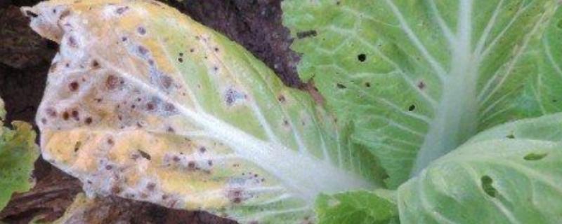苯醚甲环唑的防治对象，可防治棉花立枯病、大白菜黑斑病等病害