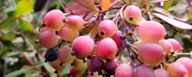 好看又好吃的农村野果，您吃过几种