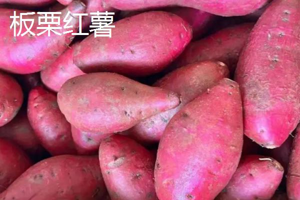 好吃的红薯品种有哪些，板栗红薯口感甘甜