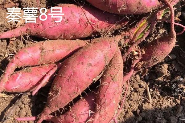 好吃的红薯品种有哪些，板栗红薯口感甘甜