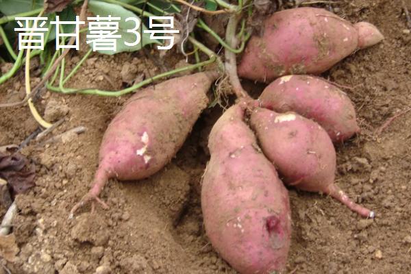 好吃的红薯品种有哪些，板栗红薯口感甘甜