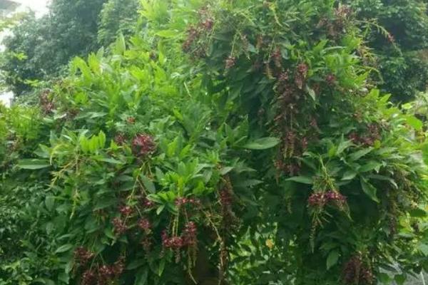 鸡血藤的种植技术，繁殖方法是扦插