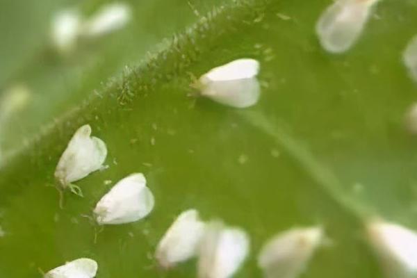 蔬菜小型虫害有哪些，一旦发现这七种虫害需及时防治