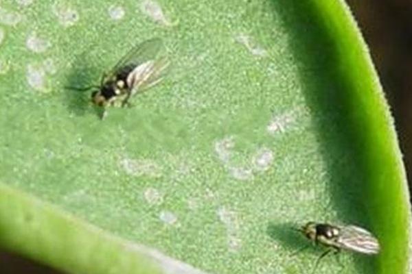 蔬菜小型虫害有哪些，一旦发现这七种虫害需及时防治