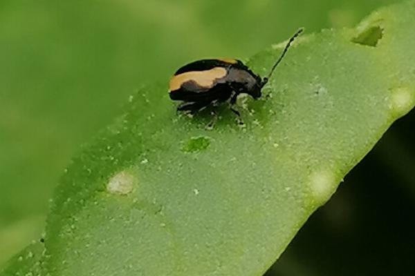 蔬菜小型虫害有哪些，一旦发现这七种虫害需及时防治